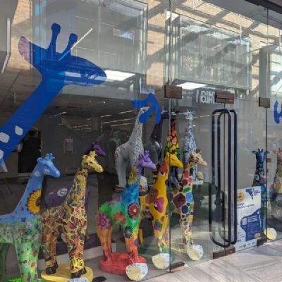 giraffes